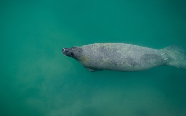 Lamantin nageant dansBiscayne National Park